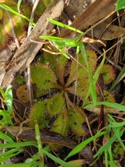 Drosera praefolia