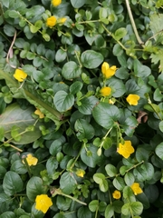 Lysimachia nummularia