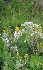 Tephroseris palustris