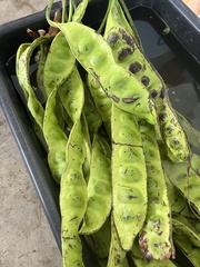 Parkia speciosa