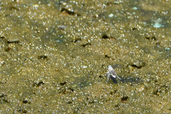 Laphystia