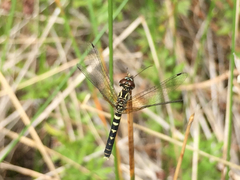 Nannothemis bella
