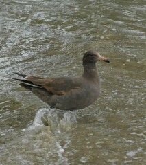 Larus heermanni