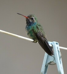 Cynanthus latirostris