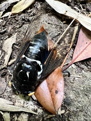 Cryptotympana holsti