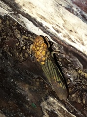 Dichrophleps truncata