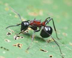 Polyrhachis lamellidens