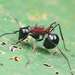 刺棘山蟻 - Photo 由 Shiwan Lu 所上傳的 (c) Shiwan Lu，保留部份權利CC BY-NC-SA