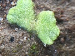 Riccia crystallina