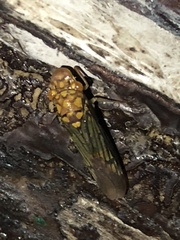 Dichrophleps truncata