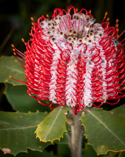 Banksia coccinea R.Br.
