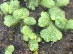 Riccia crystallina