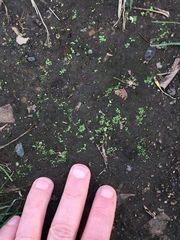 Riccia crystallina