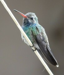 Cynanthus latirostris