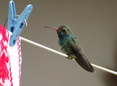 Cynanthus latirostris