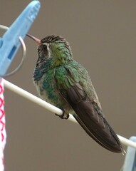 Cynanthus latirostris