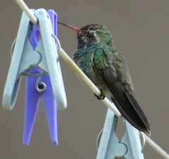 Cynanthus latirostris