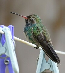 Cynanthus latirostris