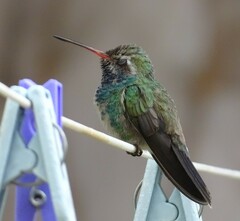 Cynanthus latirostris