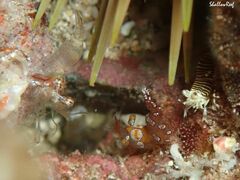 Gnathophyllum americanum