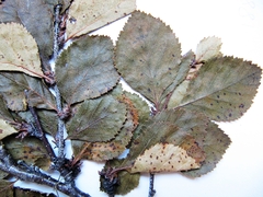 Betula divaricata