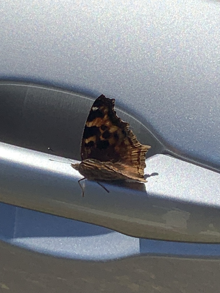 Nymphalis lalbum jalbum from Roberta Ave, Winnipeg, MB, CA on July 16