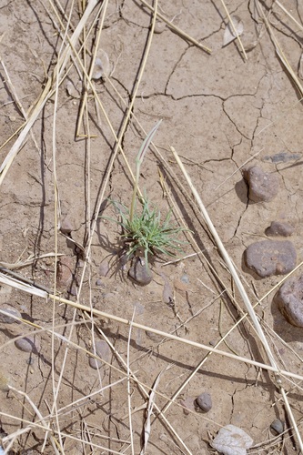 Image of Oenothera havardii by (c) Michelle W. （鍾偉瑋）, some rights reserved (CC BY)