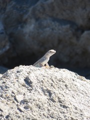 Callisaurus draconoides rhodostictus