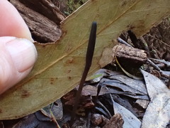 Geoglossum umbratile