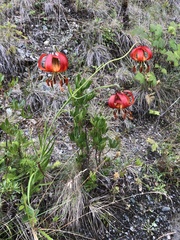 Lilium pardalinum vollmeri