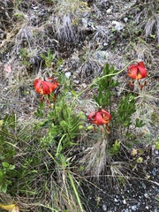 Lilium pardalinum vollmeri