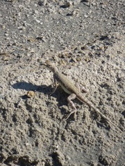 Callisaurus draconoides rhodostictus