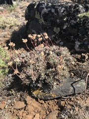 Eriogonum douglasii