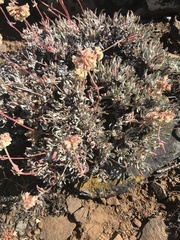 Eriogonum douglasii