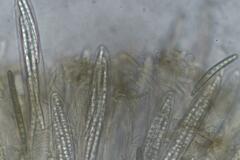 Geoglossum umbratile