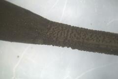 Geoglossum umbratile