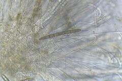 Geoglossum umbratile