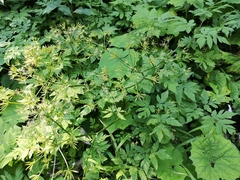 Chaerophyllum villarsii