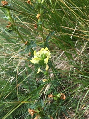 Pedicularis tuberosa