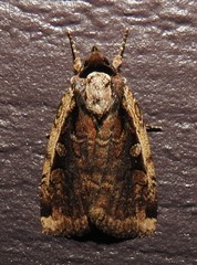 Eueretagrotis sigmoides