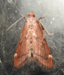 Hypsopygia intermedialis