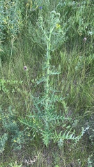 Cirsium serrulatum