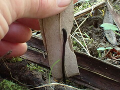 Geoglossum australe