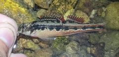 Etheostoma barrenense