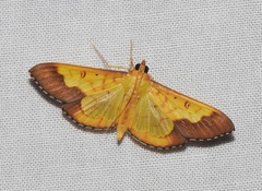 Meroctena staintonii