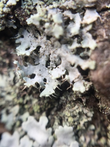 Atkilioji žiauberė nuotrauka