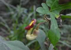 Aristolochia cucurbitifolia