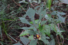 Aristolochia cucurbitifolia