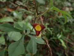 Aristolochia cucurbitifolia