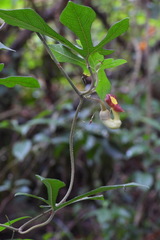 Aristolochia cucurbitifolia